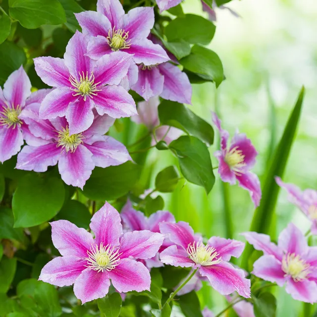 Sarah Raven Clematis Piilu Waldrebe 2L Topf Rosa Gefüllt