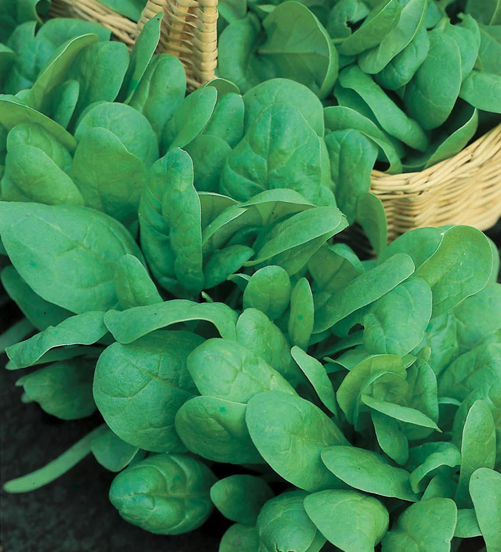 Sarah Raven Seeds Spinat Renegade F1 Samen Bio 250 Samen