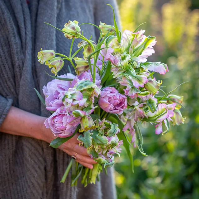 Sarah Raven Beas Blumenzwiebeln Kollektion 30 Stück Tulpe