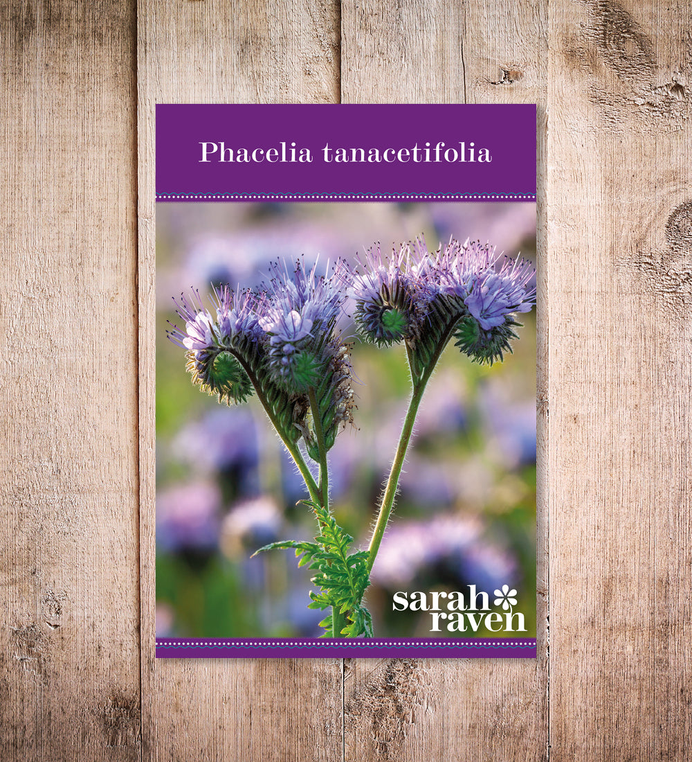 Sarah Raven Seeds Phacelia tanacetifolia Samen 5000 Samen Bienenweide
