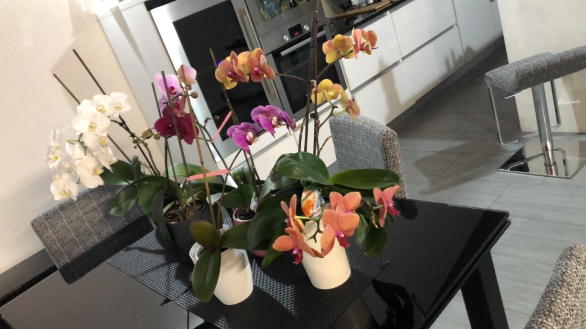 elho Brussels Orchidee Duo Blumentopf 25 cm transparent Doppel