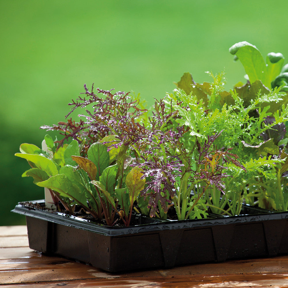 Sarah Raven Seeds Salad Leaf Autumn Winter Mix Samen 500 Samen winterhart