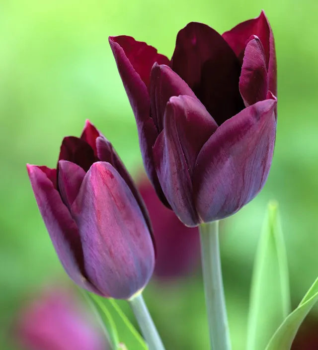 Sarah Raven Tulip Havran Blumenzwiebel 10 Zwiebeln schwarz