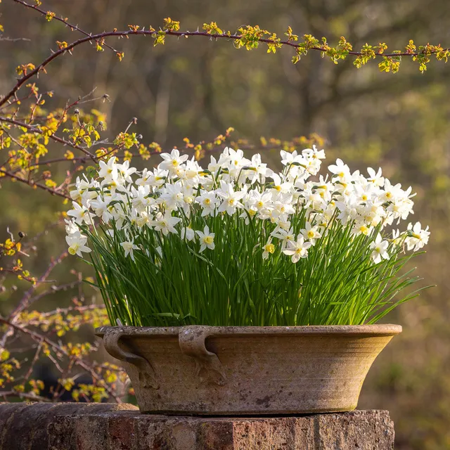 Sarah Raven Bulbs Narcissus Sailboat Blumenzwiebeln 15 gelb