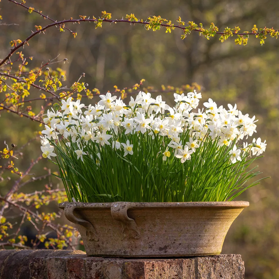 Sarah Raven Bulbs Narcissus Sailboat Blumenzwiebeln 15 gelb