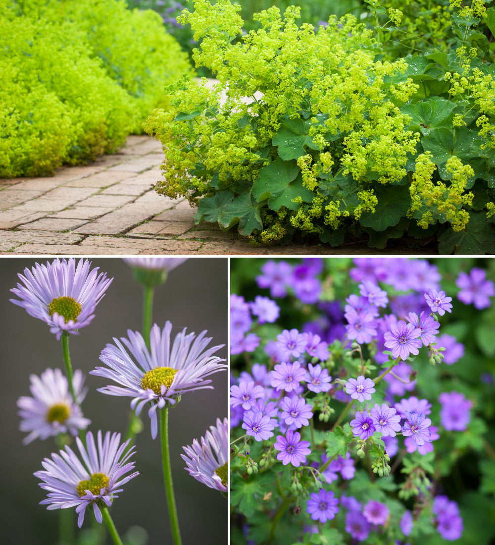 Sarah Raven Plants Naturalising Border Collection Stauden 18x 9cm selbst