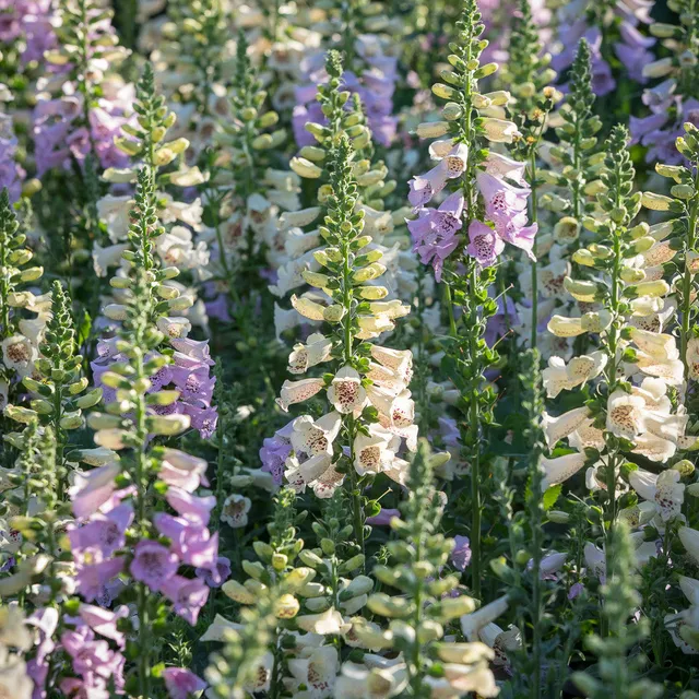Sarah Raven Plants Dreaming Spires Fingerhut 9x 9cm bienenfreundlich