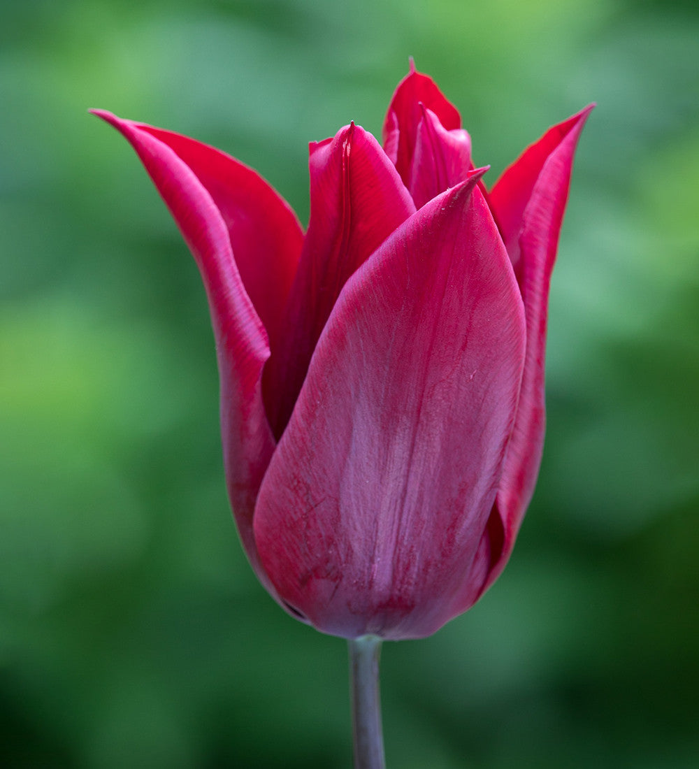 Sarah Raven Bulbs Spring Sunset Tulip Blumenzwiebeln 40 Stück rot