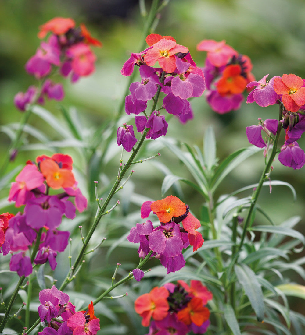 Sarah Raven Plants Erysimum Winter Orchid Goldlack 3x9cm Duftblüte