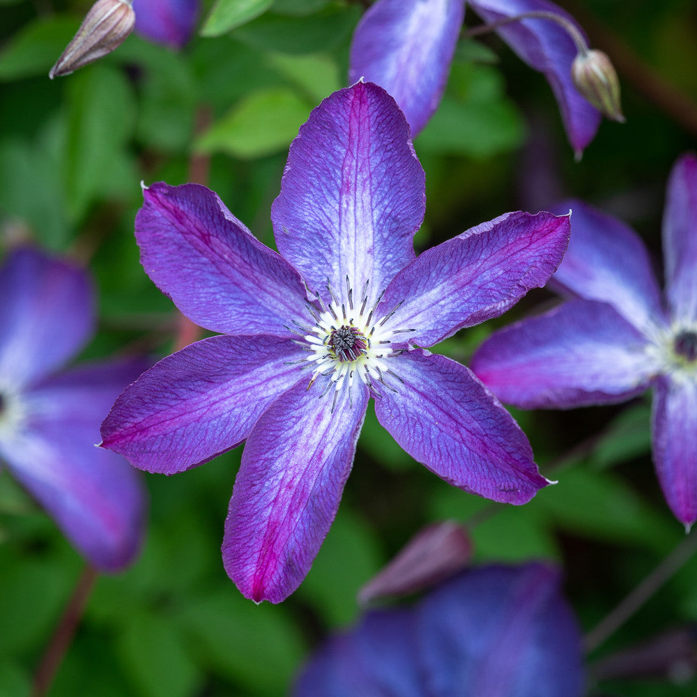 Sarah Raven Plants Clematis Venosa Violacea Pflanze 2 Liter lila