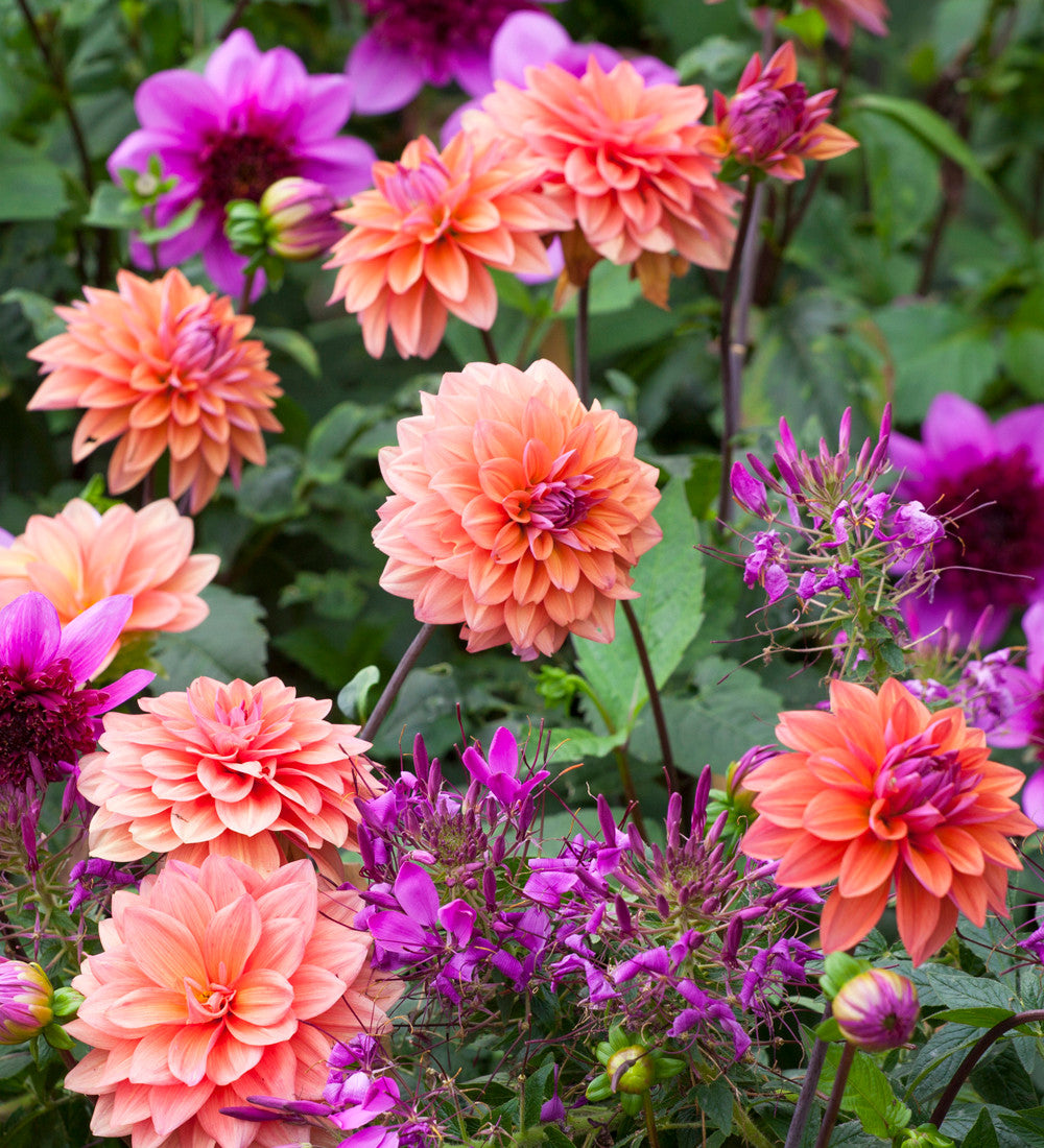 Sarah Raven Bulbs Dahlia American Dawn Knolle 1 Koralle Beetdahlie