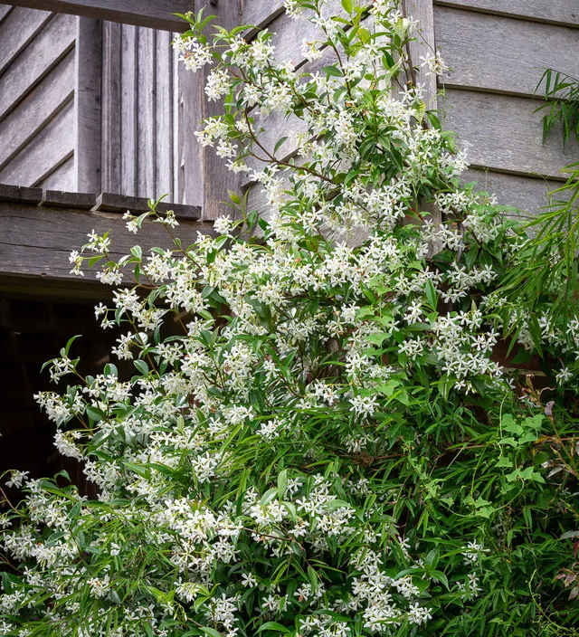Sarah Raven Plants Trachelospermum jasminoides Pflanze 3L Topf