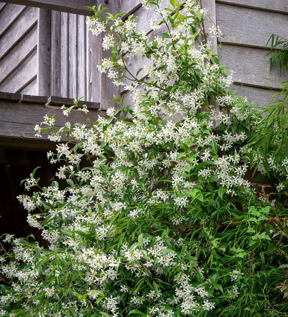 Sarah Raven Plants Trachelospermum jasminoides Pflanze 3L Topf