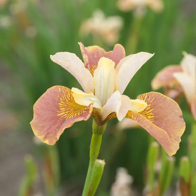 Sarah Raven Plants Iris sibirica Drink Your Tea Staude 3 Rhizome