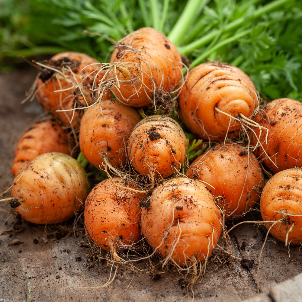 Sarah Raven Seeds Karotte Paris Market 5 Samen 350 Stück