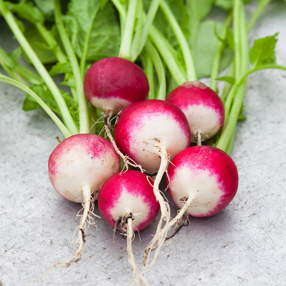 Sarah Raven Radish Caro Radieschensamen 400 Samen rosa