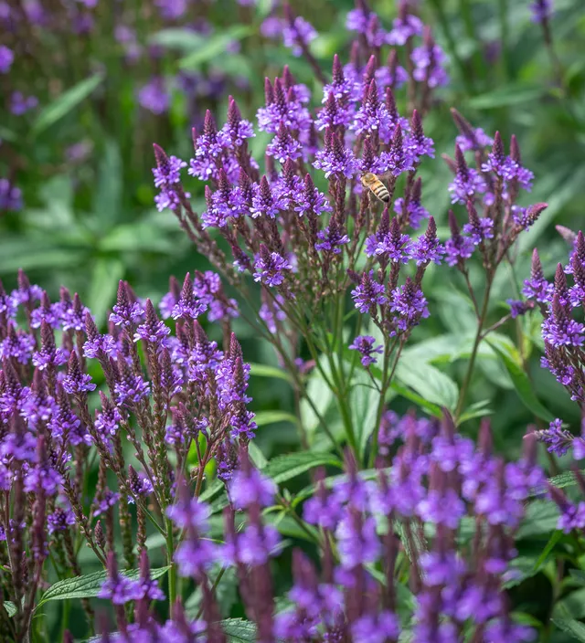 Sarah Raven Plants Verbena Blue Spires Pflanze 3x9cm violettblau
