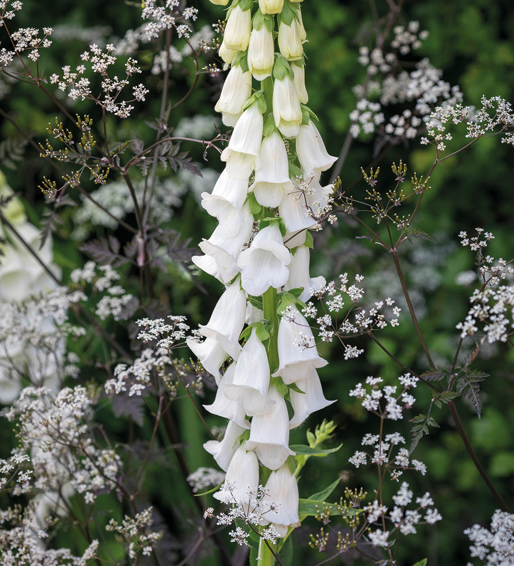 Sarah Raven Fingerhut Collection Digitalis Pflanze 9x9cm