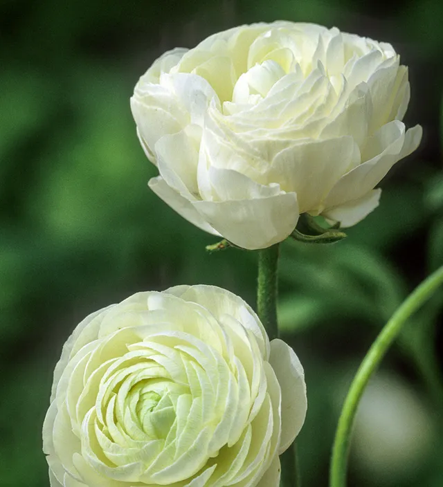Sarah Raven Bulbs Ranunculus Amadine White Blumenzwiebeln 10 Knollen weiß