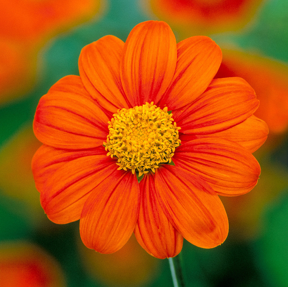 Sarah Raven Seeds Tithonia Torch Blumen 50 Samen Orange