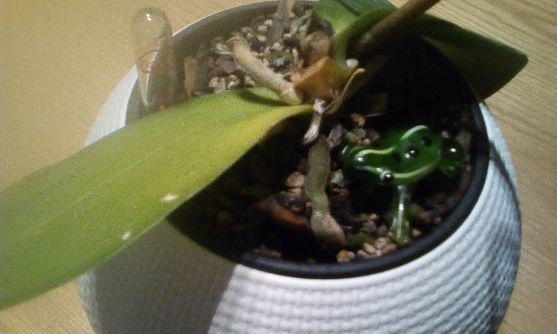Lechuza Orchid PON Orchideensubstrat 6 L mit Langzeitdünger