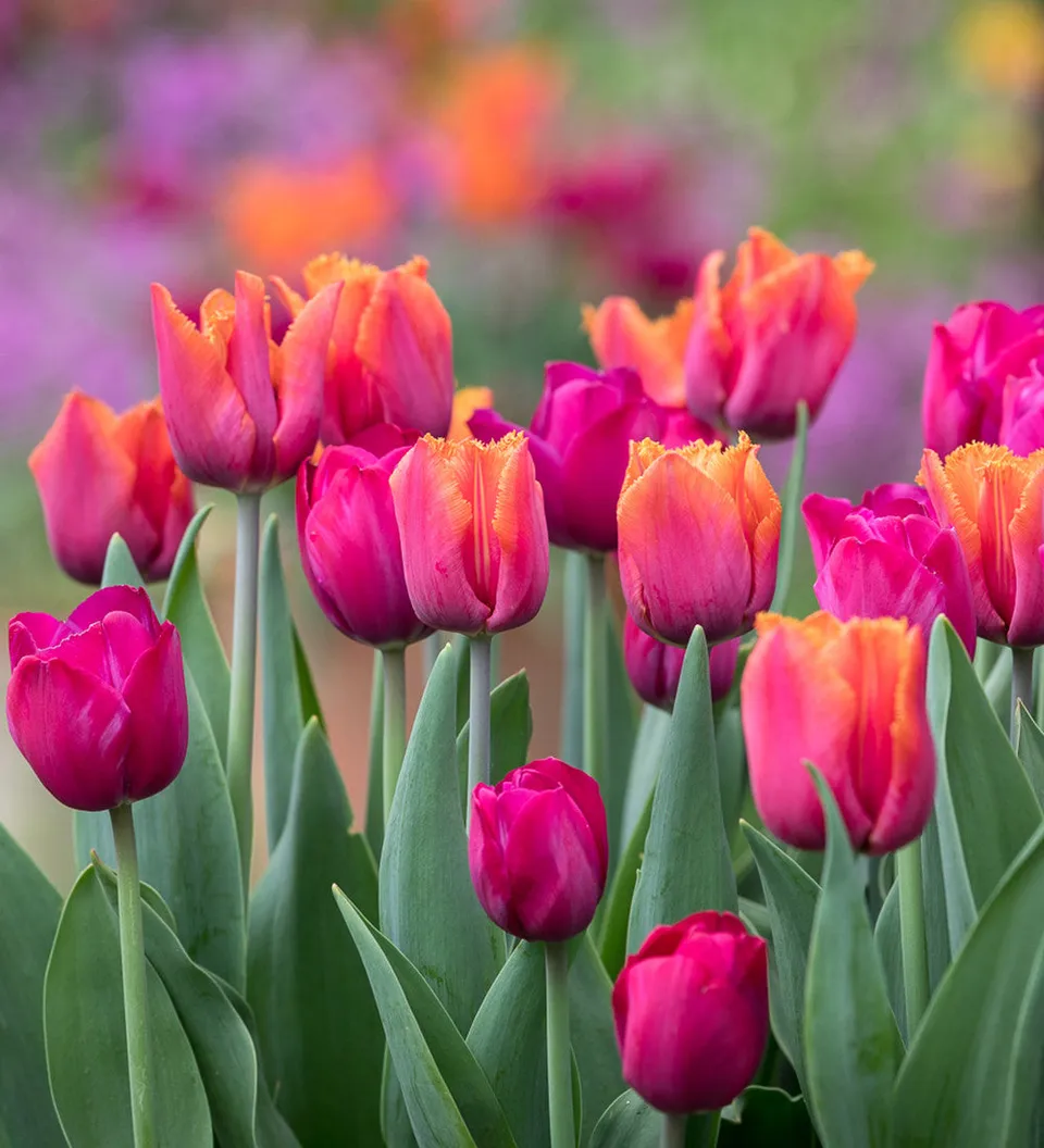 Sarah Raven Tulpen Attila Louvre Mix Zwiebel 30 Stück rot orange