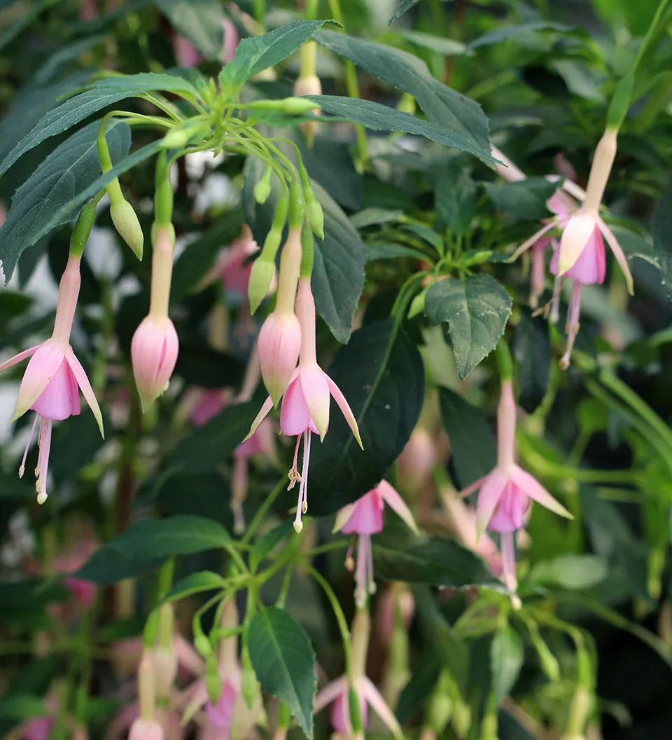 Sarah Raven Plants Fuchsia Whiteknights Pearl Pflanze 1x 2L Topf rosa