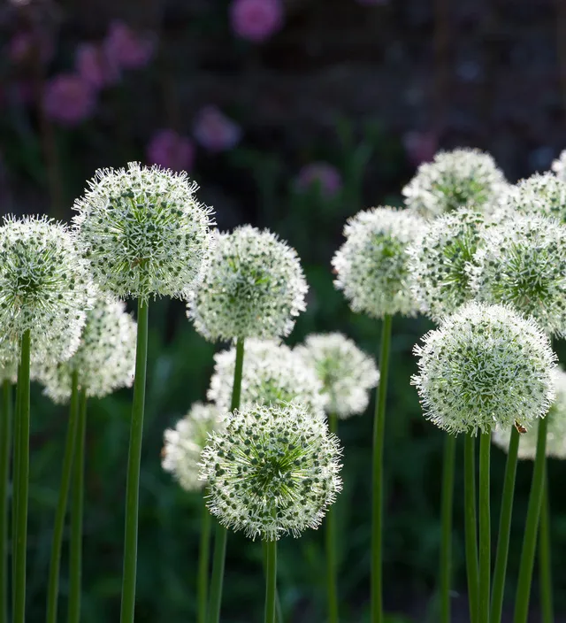 Sarah Raven Bulbs Allium stipitatum Mount Everest Blumenzwiebeln 3 Stück weiß