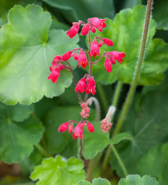 Sarah Raven Plants Heuchera Leuchtkafer Pflanze 3x9cm rot