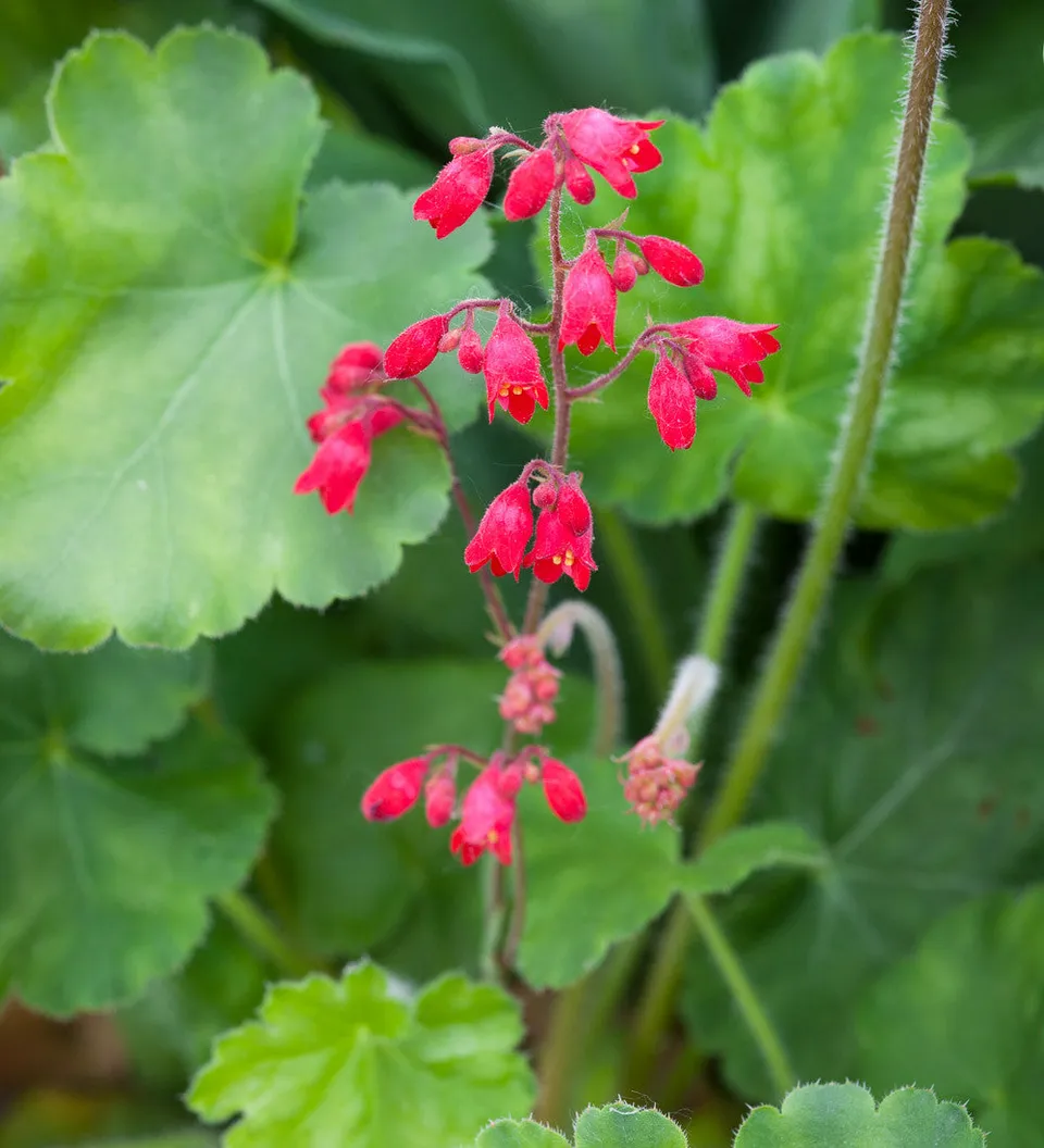 Sarah Raven Plants Heuchera Leuchtkafer Pflanze 3x9cm rot