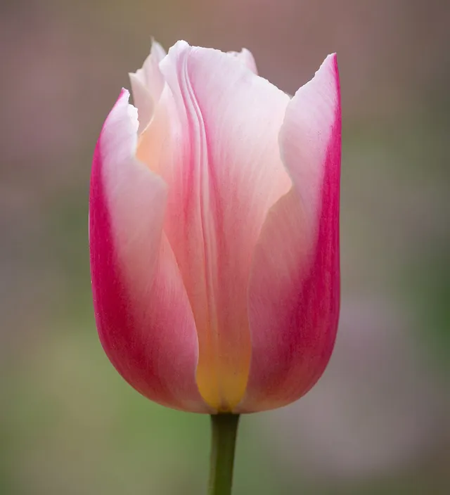 Sarah Raven Bulbs Tulip Apricot Favourite Blumenzwiebeln 10 Stück apricot