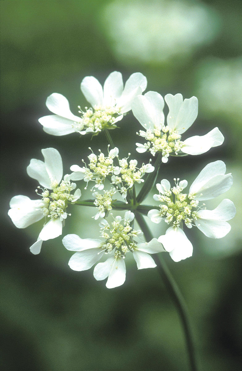 Sarah Raven Plants Orlaya grandiflora Blumen 30 Samen Weiß