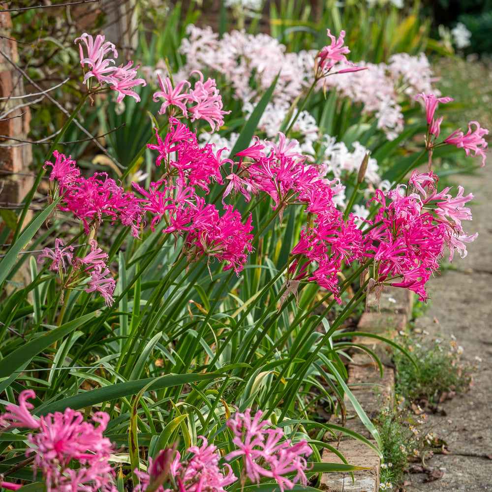 Sarah Raven Bulbs Nerine Amandi Blumenzwiebeln 5 Stück rosa