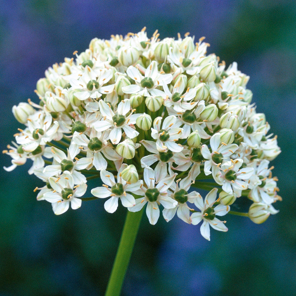 Sarah Raven White Allium Blumenzwiebeln 30 Stück weiß