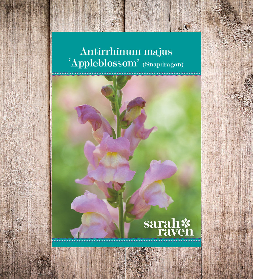 Sarah Raven Antirrhinum Appleblossom Löwenmäulchen Samen 750 essbar
