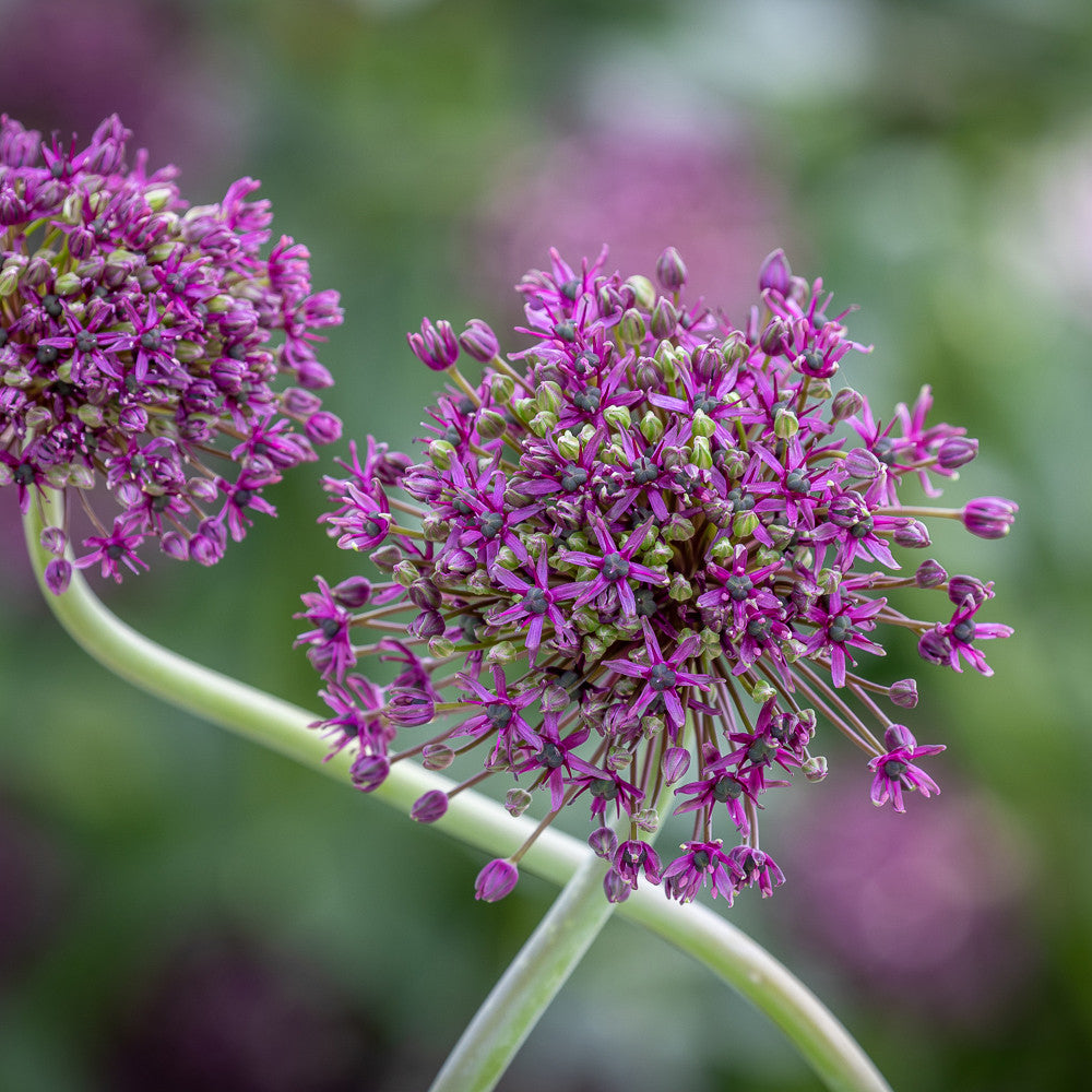 Sarah Raven Allium schubertii Magic Blumenzwiebeln 3 Stück