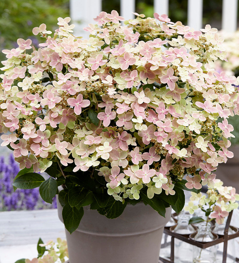 Sarah Raven Hydrangea Polestar Rispenhortensie 2-Liter-Topf kompakt