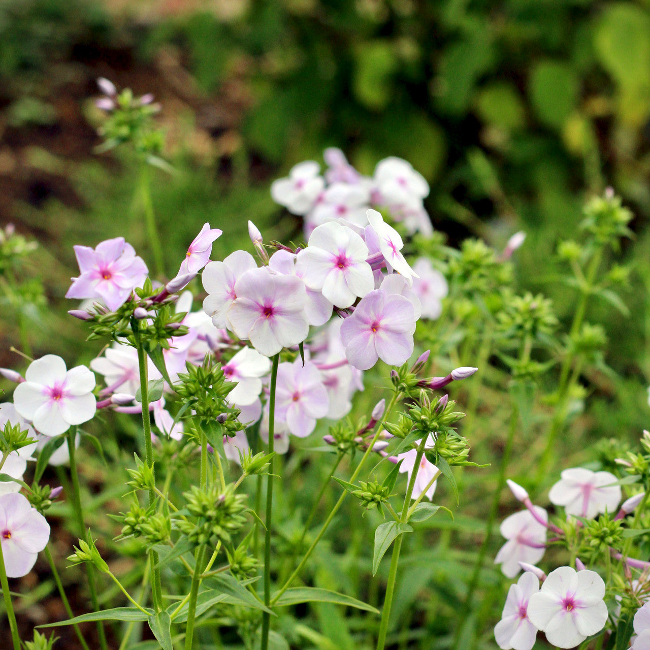 Sarah Raven Plants Phlox Lavender Ice Staude 3x 9cm Topf