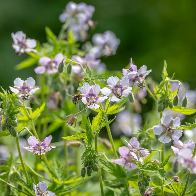 Sarah Raven Plants Geranium Wendy's Blush Pflanze 3x 9cm Schatten