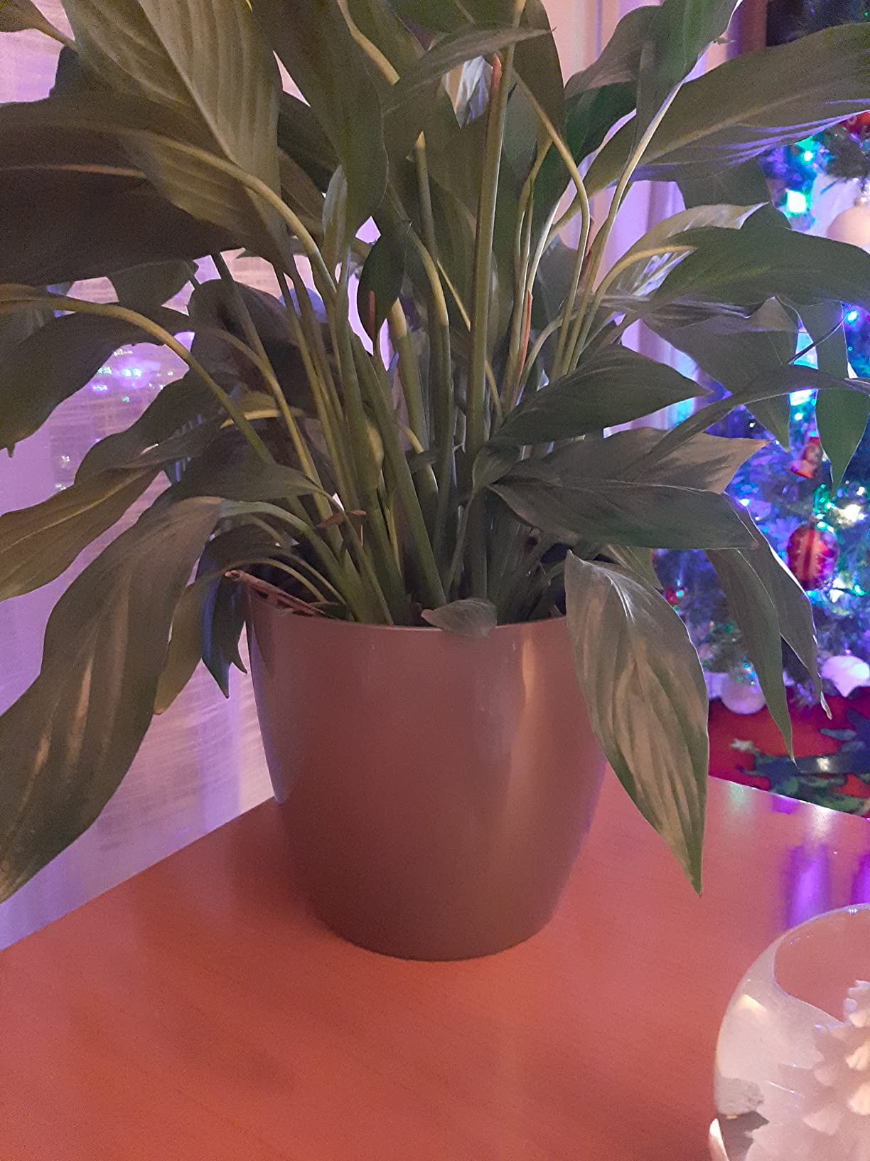 elho Brussels Blumentopf 22cm schwarz metallic rund für innen