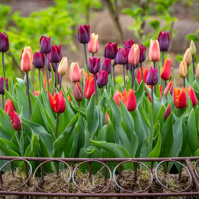 Sarah Raven Plum and Apricot Tulip Mix Tulpenzwiebeln 30 Stück Duft