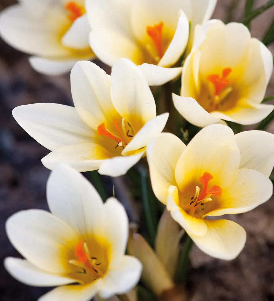 Sarah Raven Bulbs Krokus Cream Beauty Blumenzwiebeln 25 Stück creme