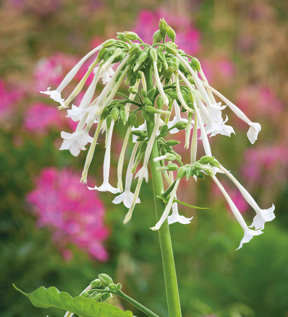 Sarah Raven Seeds Nicotiana Schatten Samen 3 Tütchen