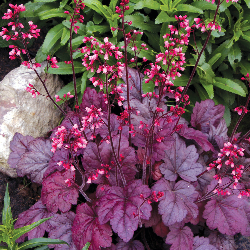 Sarah Raven Heuchera Grape Soda Purpurglöckchen 3x9 cm violett