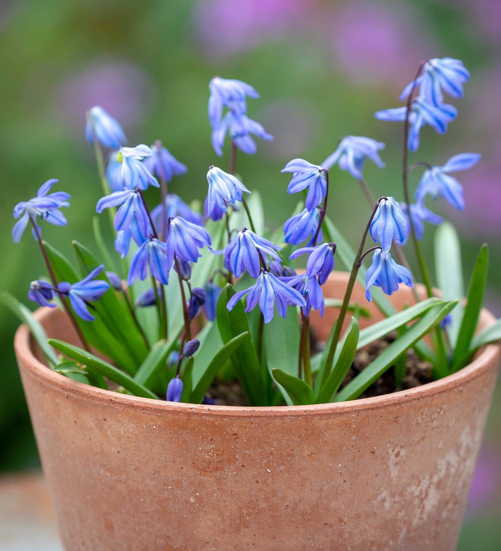 Sarah Raven Bulbs Scilla siberica Blumenzwiebeln 20 Stück blau