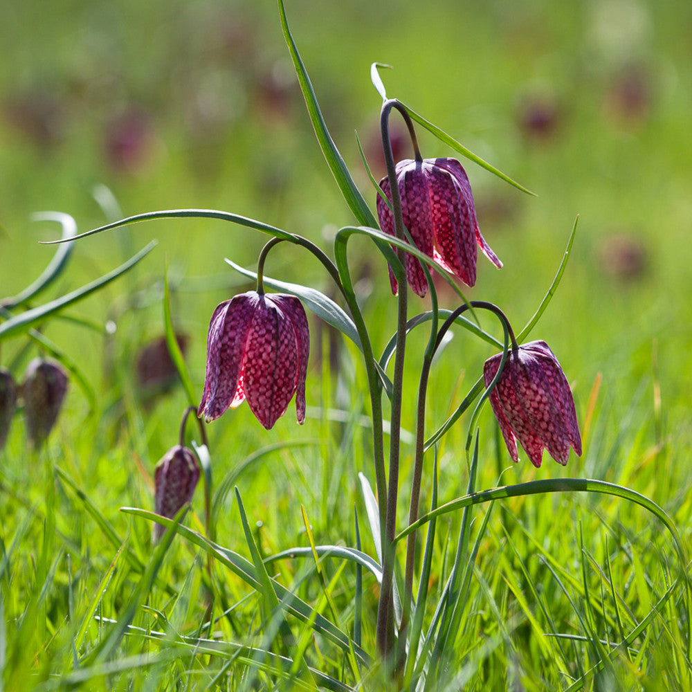 Sarah Raven Bulbs Fritillaria meleagris Schachblume 30 Zwiebeln