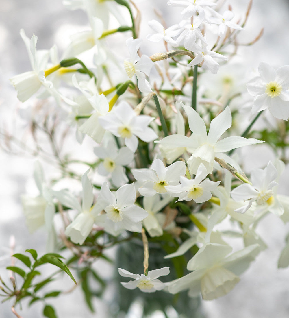 Sarah Raven Bulbs Scented White Narcissus Collection Blumenzwiebeln 30 Stück duftend weiß