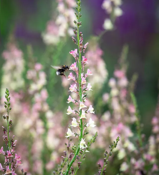 Sarah Raven Plants Linaria Peachy Staude 3 x 9cm pfirsich