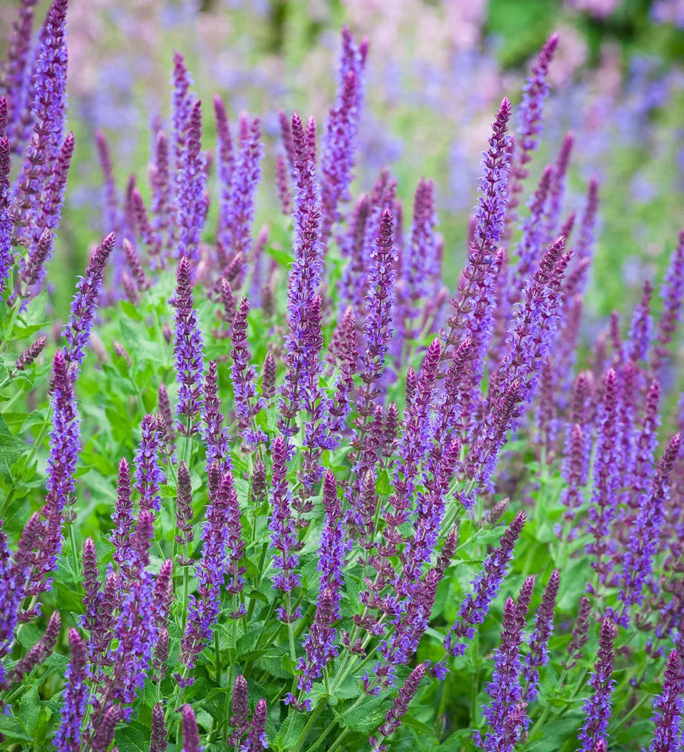 Sarah Raven Ostfriesland Salvia nemorosa Staude 3 x 9cm violett