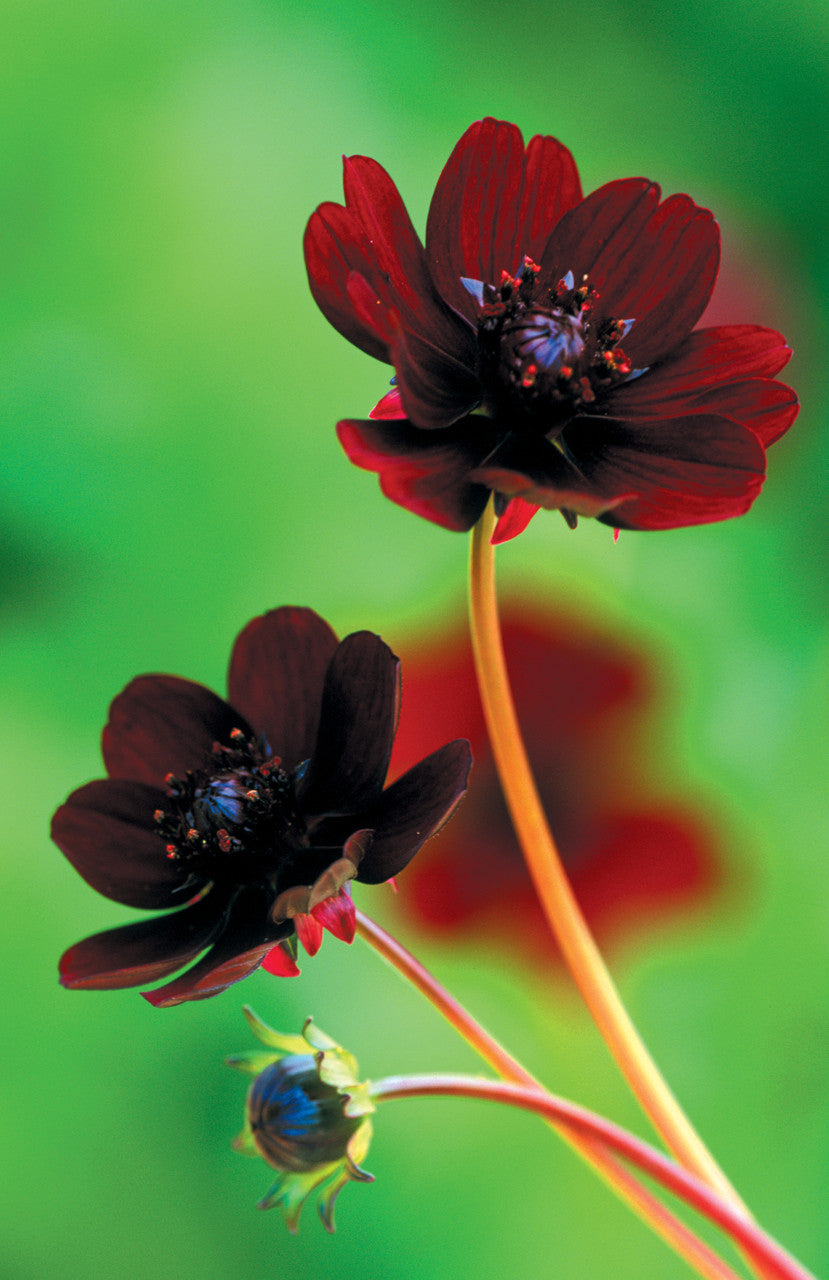 Sarah Raven Cosmos Chocolate 3x9cm dunkelrot duftend